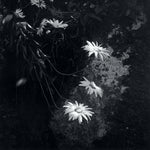 Load image into Gallery viewer, flowers artistic photography
