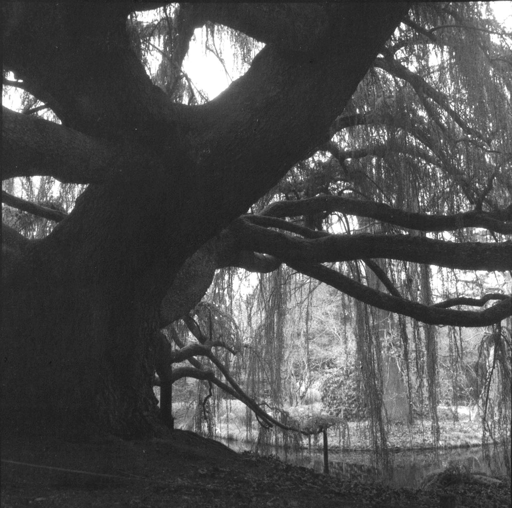 Art photography black white tree