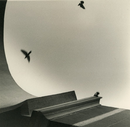 Photographie d'art Oiseaux Inde