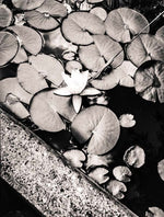 Load image into Gallery viewer, Seerosa art photography black and white
