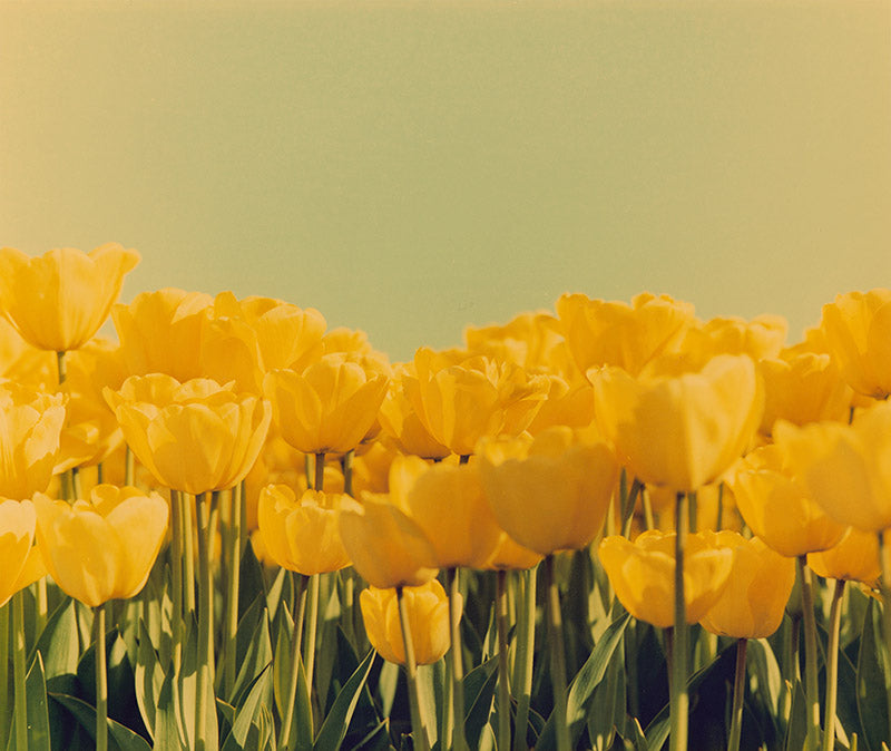 Photo d'art fleurs tulipes