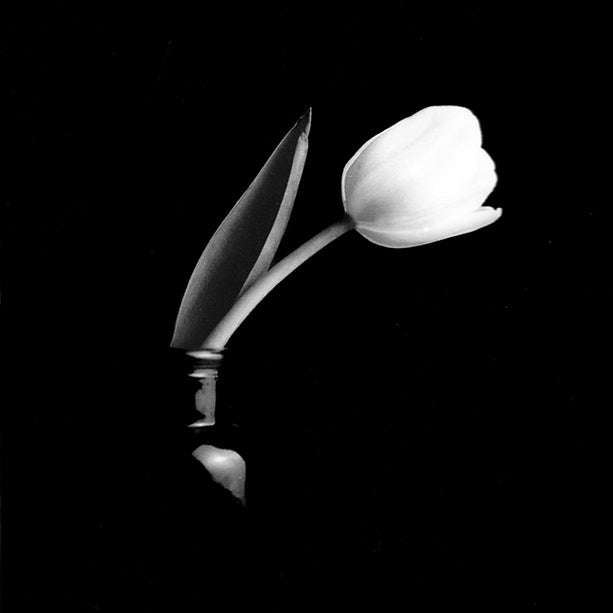 Tulipe fleur photo tirage argentique