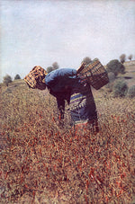 Load image into Gallery viewer, Art photography Fresson print Burma Myanmar picking chili pepper woman 
