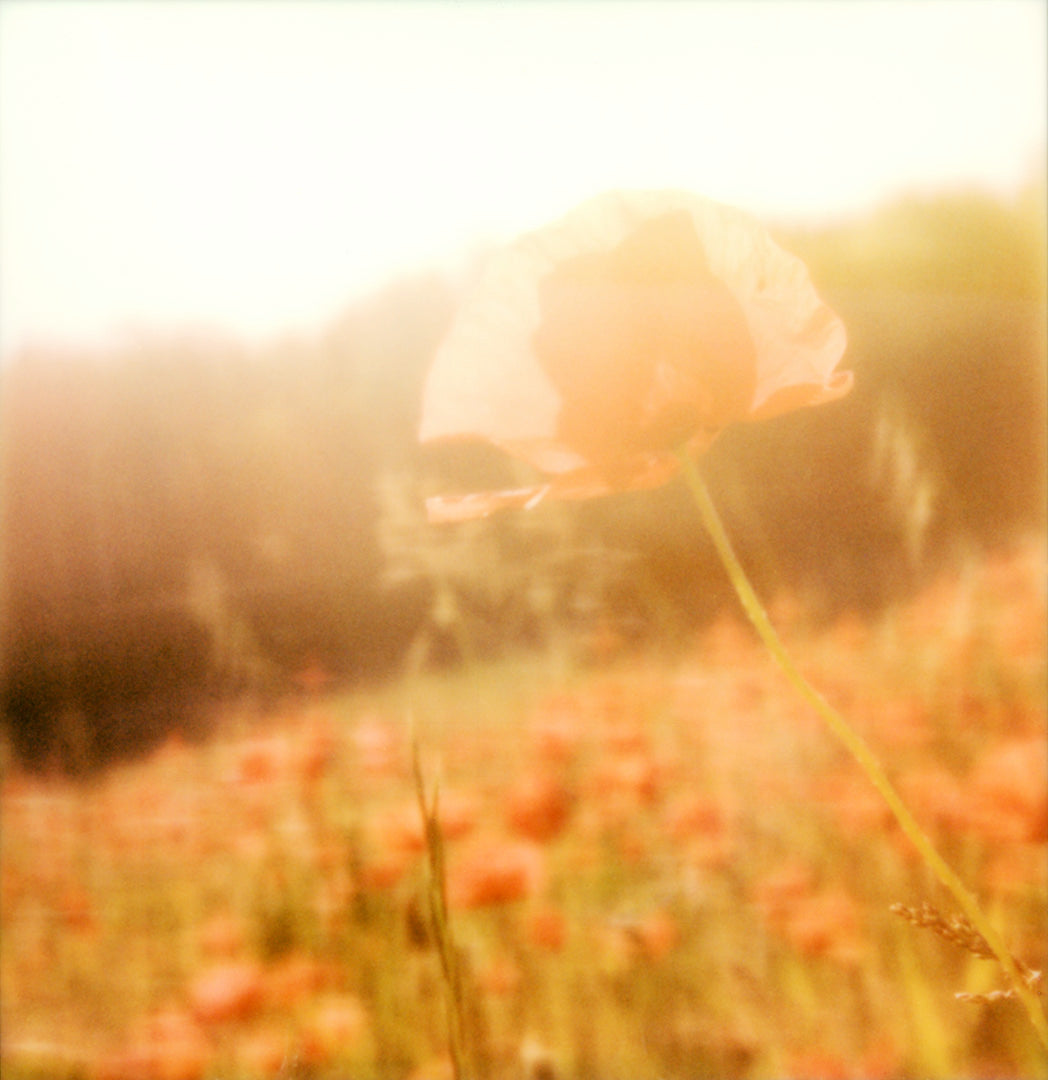 Polaroid - The golden poppy