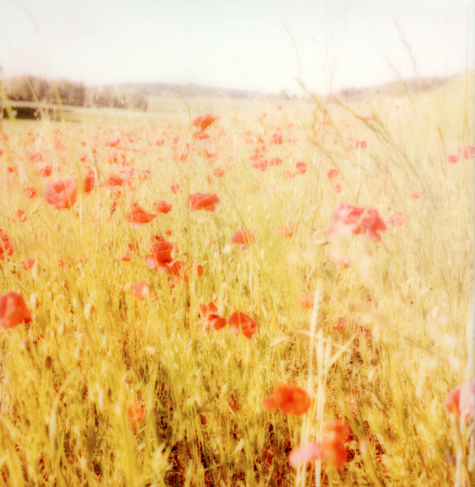 poppy flowers Polaroid