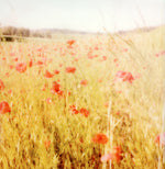 Load image into Gallery viewer, poppy flowers Polaroid
