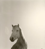 Load image into Gallery viewer, Horse Himalaya Nepal Black and white
