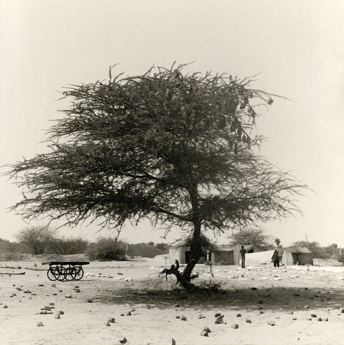tree gujarat black and white photography