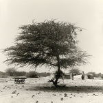 Load image into Gallery viewer, tree gujarat black and white photography
