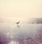 Load image into Gallery viewer, Deauville beach seagull polaroid
