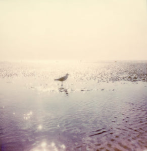 Deauville beach seagull polaroid