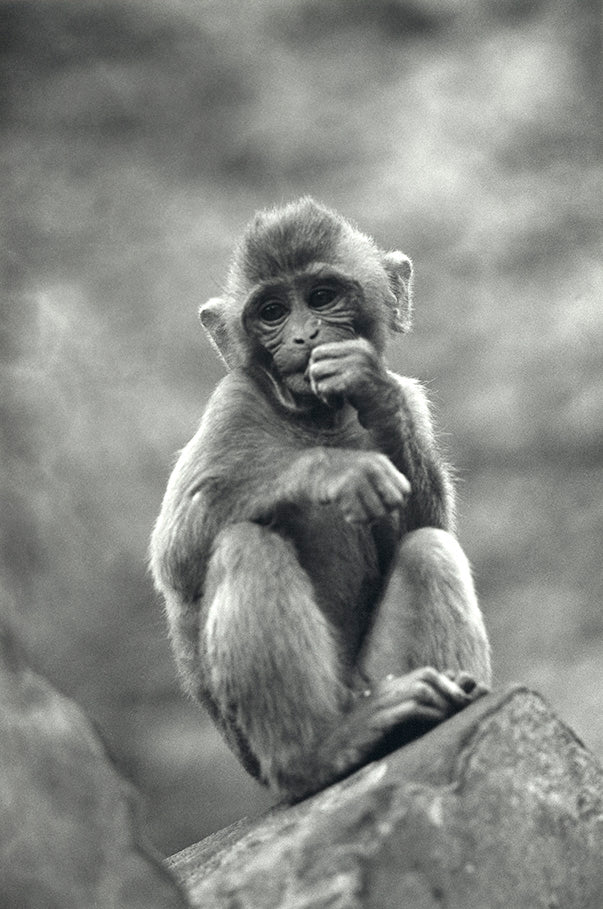 monkey myanmar print photo deco