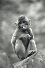 Load image into Gallery viewer, monkey myanmar print photo deco
