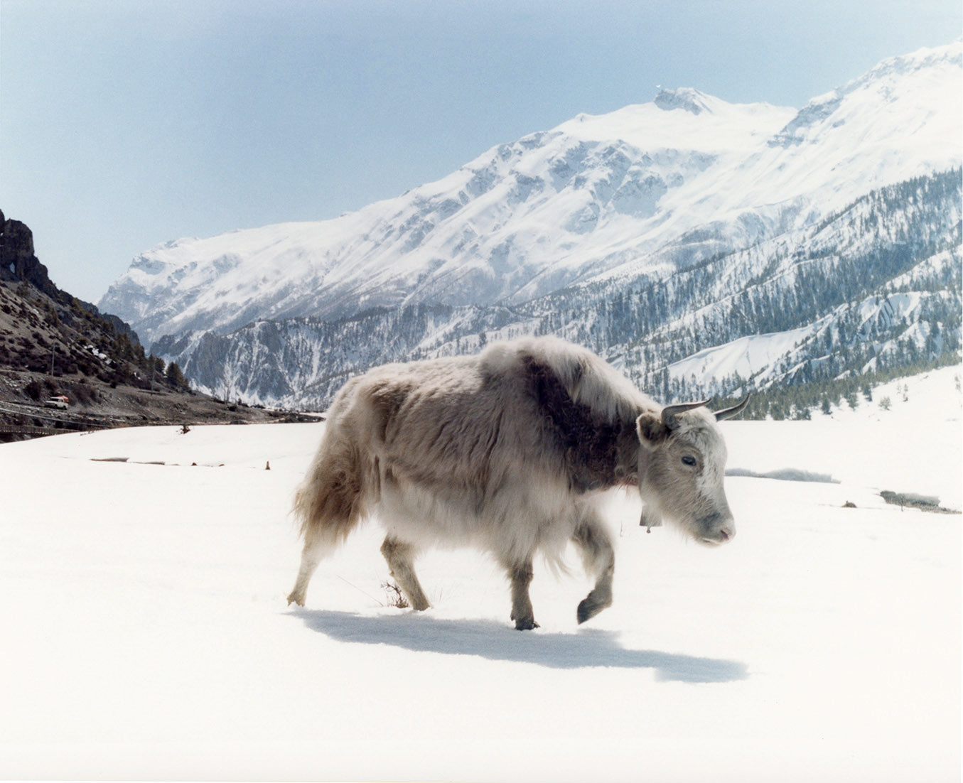 yak nepal silver print art photo