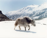 Load image into Gallery viewer, yak nepal silver print art photo
