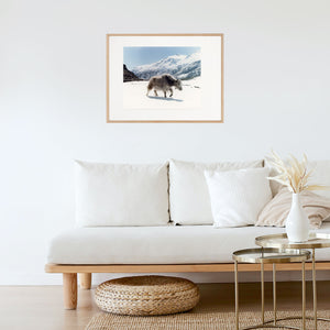 Nepal yak art photo print