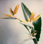 Load image into Gallery viewer, Polaroid-print-Flower-Strelizia reginae-home-plants-deco
