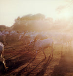 Load image into Gallery viewer, Polaroid impression cows bagan Myanmar 
