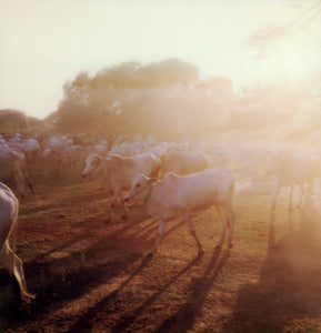 Polaroid impression cows bagan Myanmar 