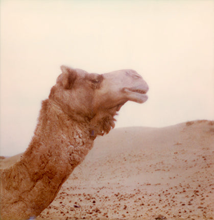 Camel desert Rajasthan India photo Polaroid