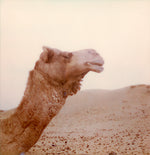 Load image into Gallery viewer, Camel desert Rajasthan India photo Polaroid
