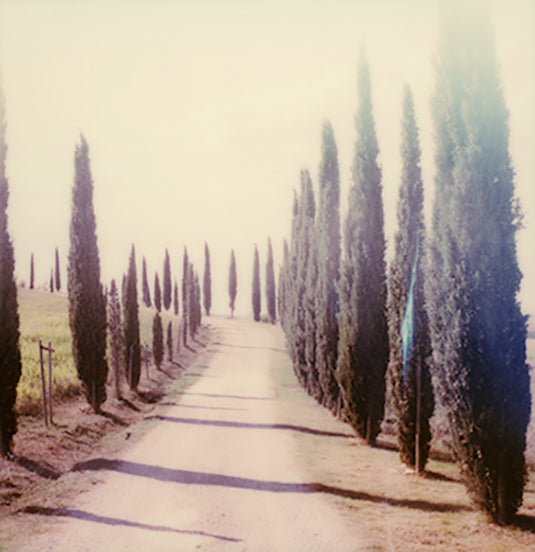Polaroid Cypress photo impression tuscany Italy