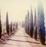 Load image into Gallery viewer, Polaroid Cypress photo impression tuscany Italy
