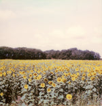 Load image into Gallery viewer, Sunflower field polaroid photo deco
