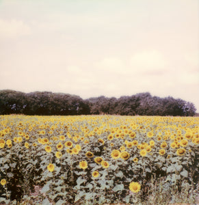 Sunflower field polaroid photo deco