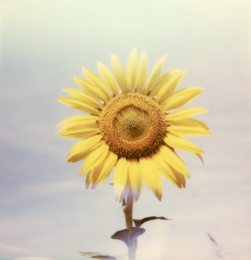 Sunflower Polaroid print photo deco poster Tuscany Italy
