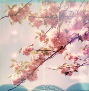 Cherry tree Spring Paris France Polaroid Sakura