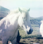 Load image into Gallery viewer, white horse Iceland photo Polaroid print
