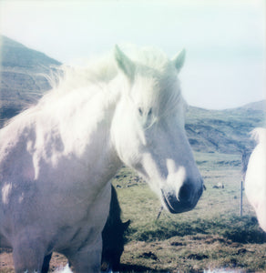 white horse Iceland photo Polaroid print