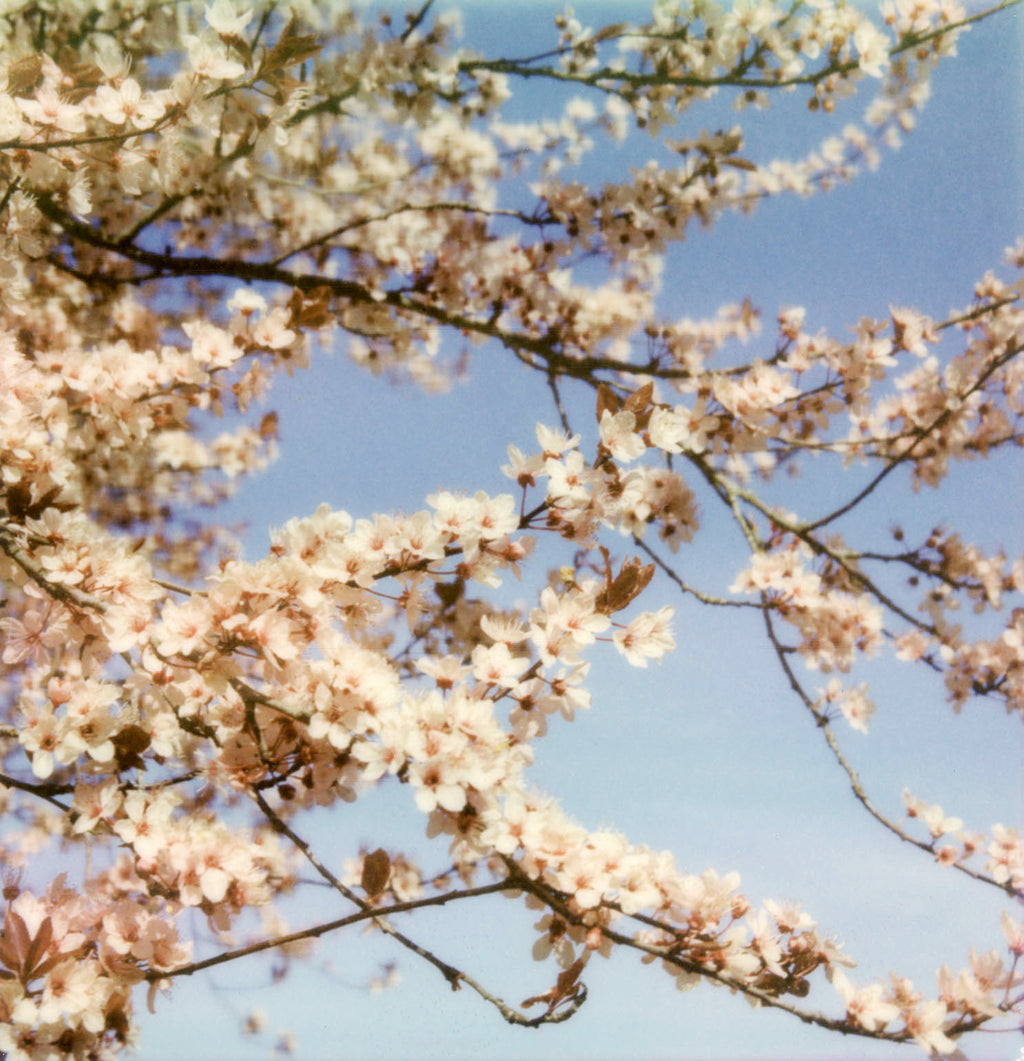 Sakura Cherry tree polaroid poster