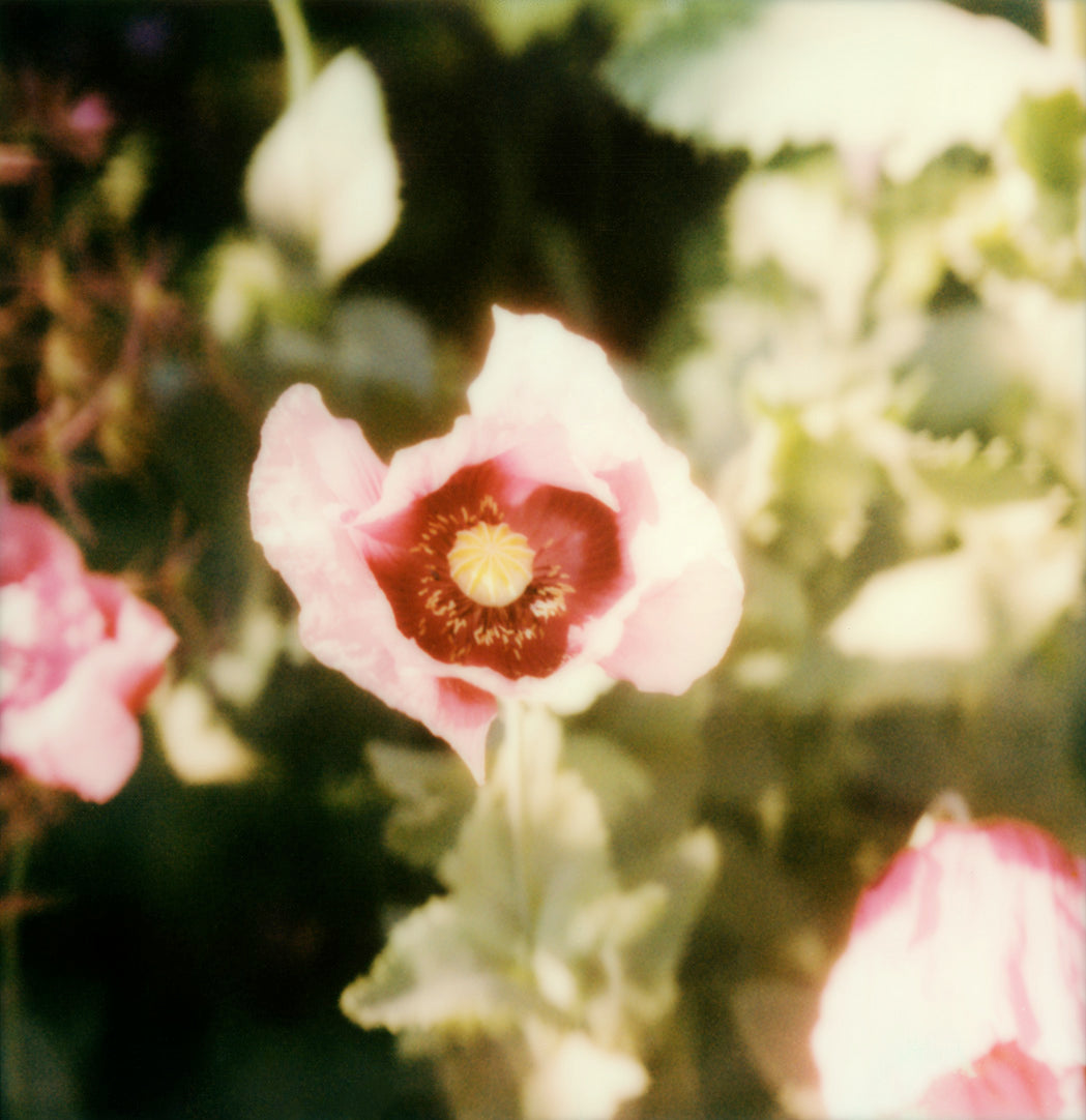 Polaroid print - Flower opening