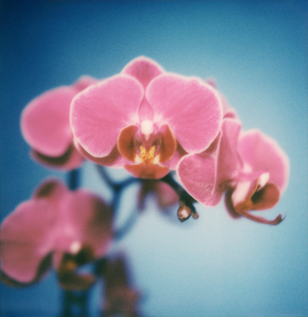 Polaroid photo orchidée fleurs