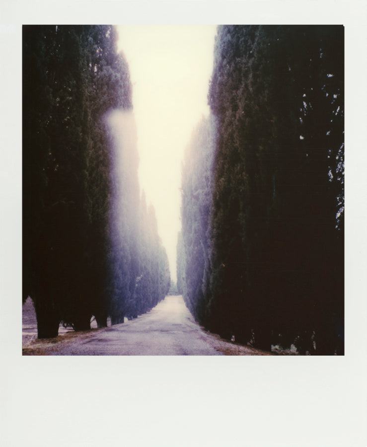 Polaroid Cypress Tuscany Italy