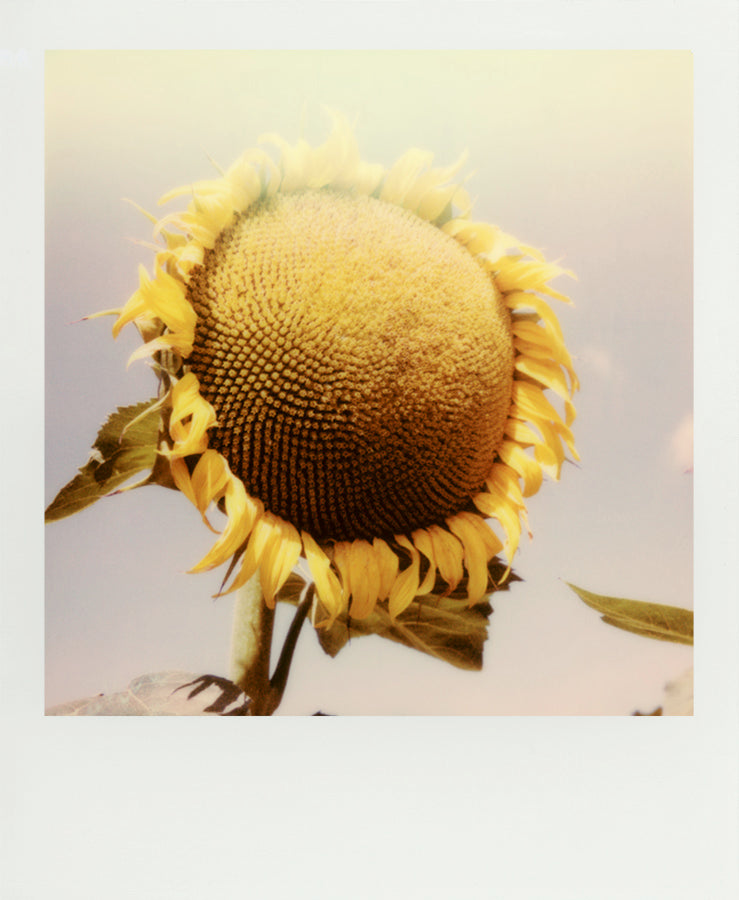 Polaroid sunflower tuscany deco photo Italy