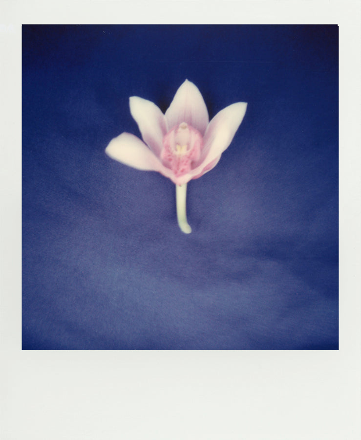 Polaroid orchid flower still photography
